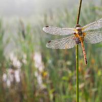 Dew covered Common Darter 1 